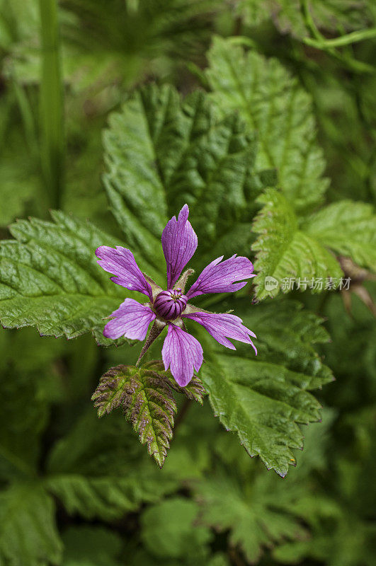 Nagoon Berry, Rubus arcticus, Chugach国家森林;威廉王子海峡;阿拉斯加,蔷薇科。